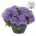 Afbeelding van HP27 Petunia Light blue